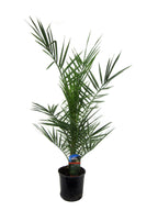 Phoenix Canariensis - 80 cm - Ø14cm