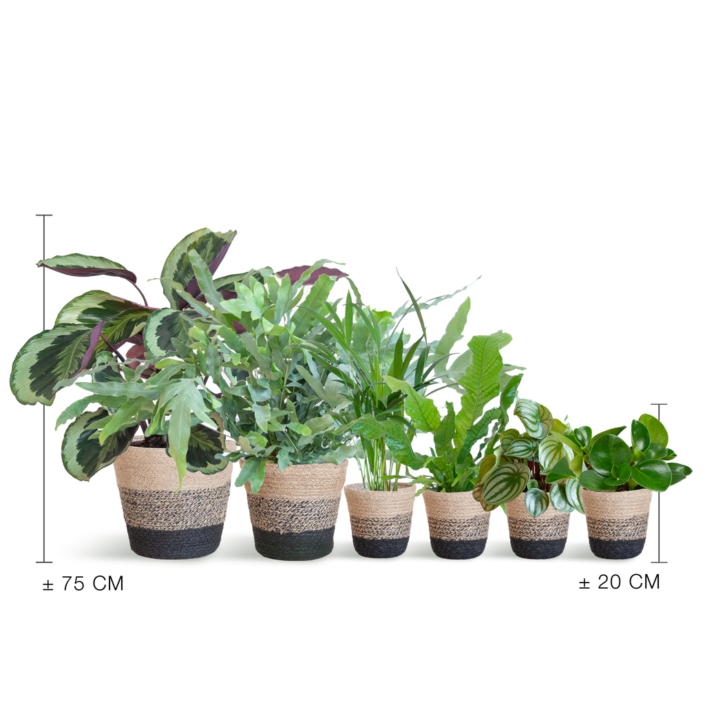 Diervriendelijke plantenset Large