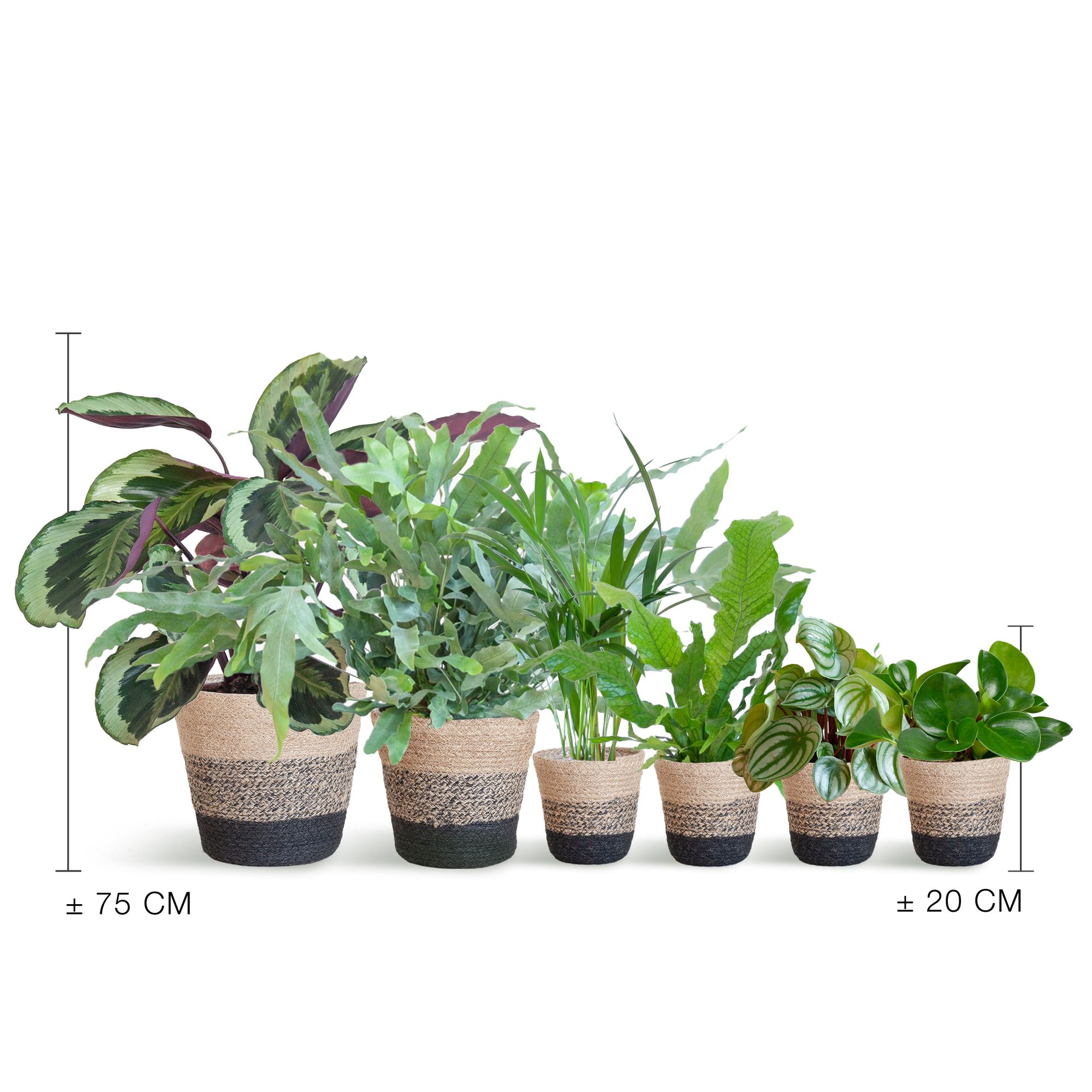 Diervriendelijke plantenset Large