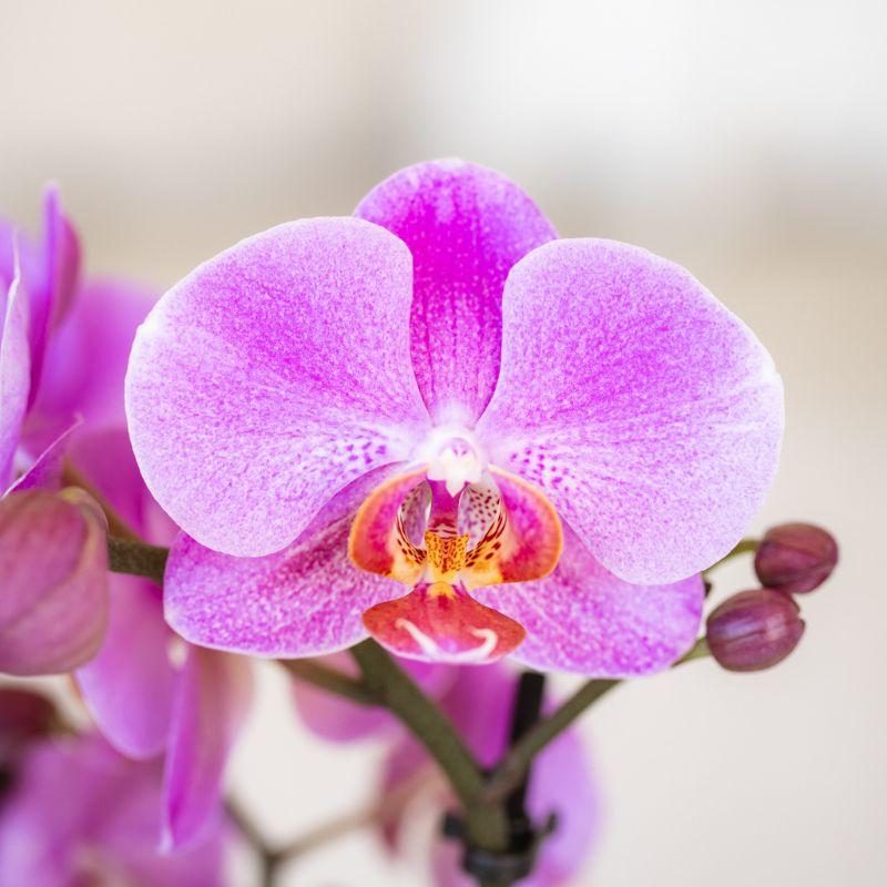 Kolibri Orchids | Paars roze phalaenopsis orchidee potmaat Ø9cm | Frederikstad | bloeiende kamerplant - vers van de kweker