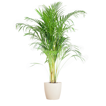 Areca Palm (Dypsis) met Viber wit - 100cm - Ø21