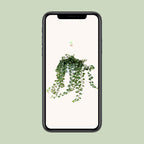 Hedera Wonder Green - Ø24cm - ↕70cm - Ø17 - ↨70cm