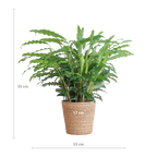Calathea Rufibarba met Sofia mand naturel - 55cm - Ø17