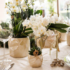 Orchidée colibri | Orchidée blanche 'Nazaré' + Pot décoratif en travertin perle - diamètre du pot : 9 cm | Plante d'intérieur fleurie - Directement du producteur