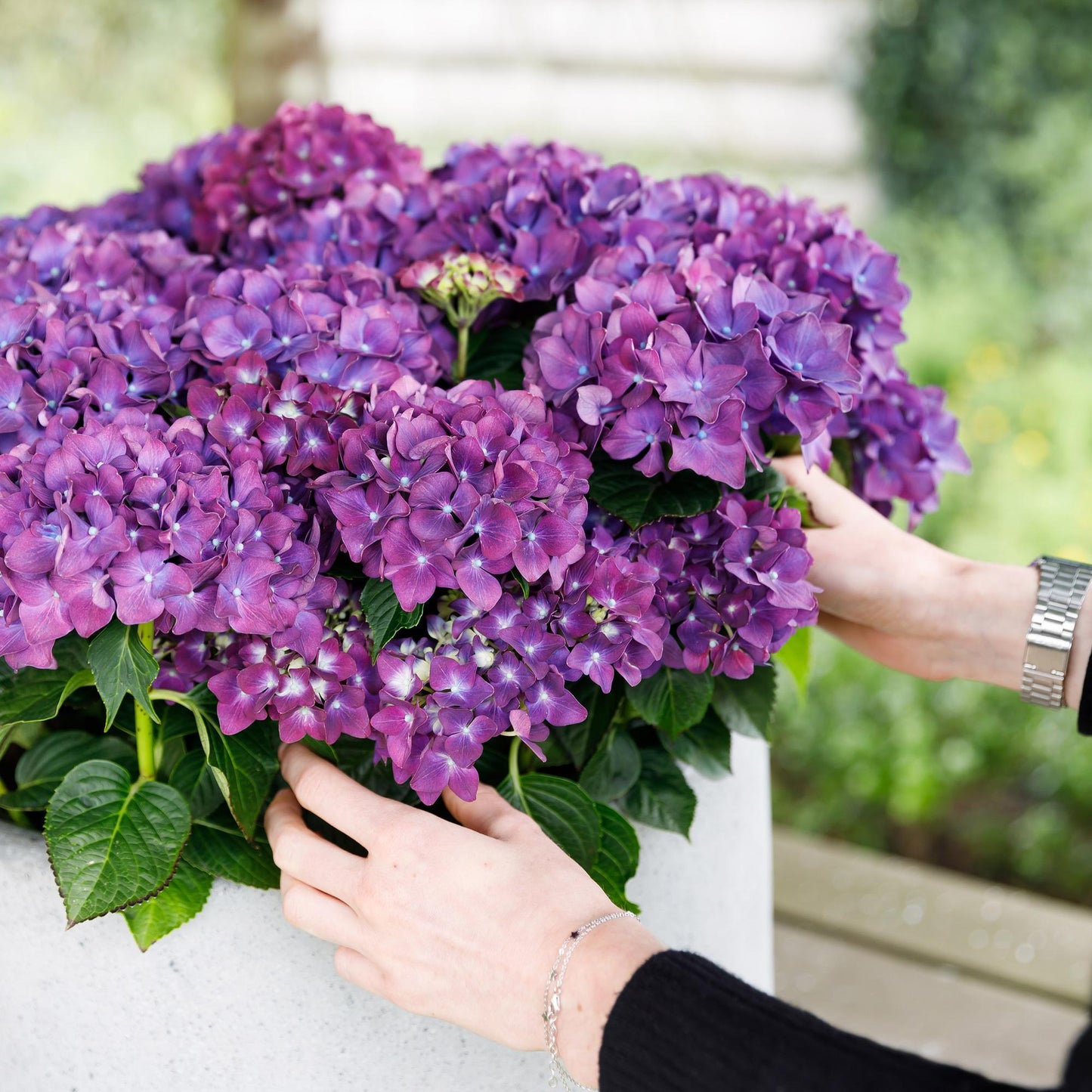 Green boutiQ – Terrassenpflanze – Hortensie – Hydrangea Forever &amp; Ever – Lila – 7–12 Blüten – 2 Pflanzen – Topf 23 cm, Höhe 55 cm