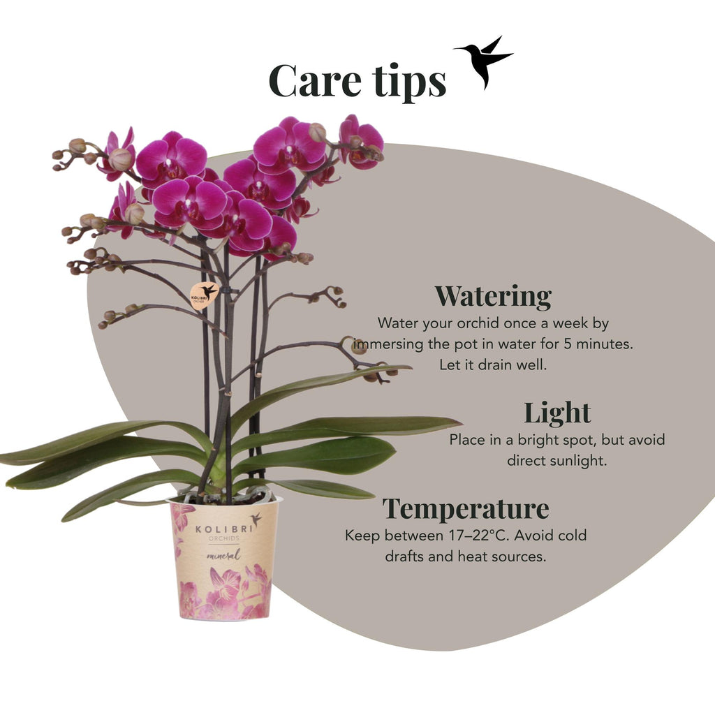 Orchidées Kolibri | Orchidée phalaenopsis violette, pot de 9 cm de diamètre | Morelia | Plante d'intérieur fleurie - fraîchement cueillie