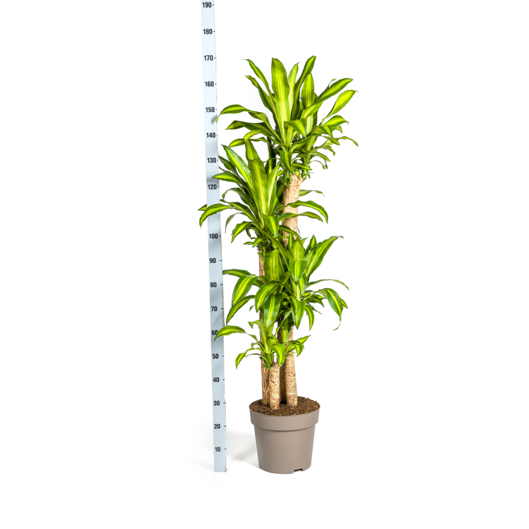 Dracaena Fragrans Massangeana Ø30cm - ↕170 - 190cm