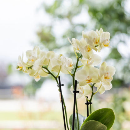 Kolibri-Orchideen | Gelbe Orchidee Mexiko + Floraler Dekotopf hellblau – Topfgröße Ø9cm | blühende Zimmerpflanze – frisch vom Züchter