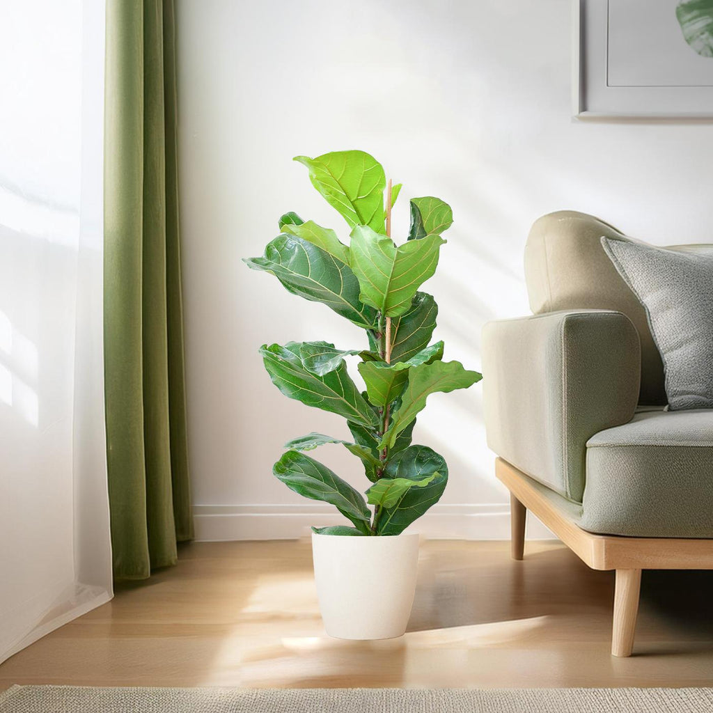 Ficus Lyrata met Viber pot wit - 80cm - Ø21