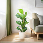 Ficus Lyrata met Viber pot wit - 80cm - Ø21