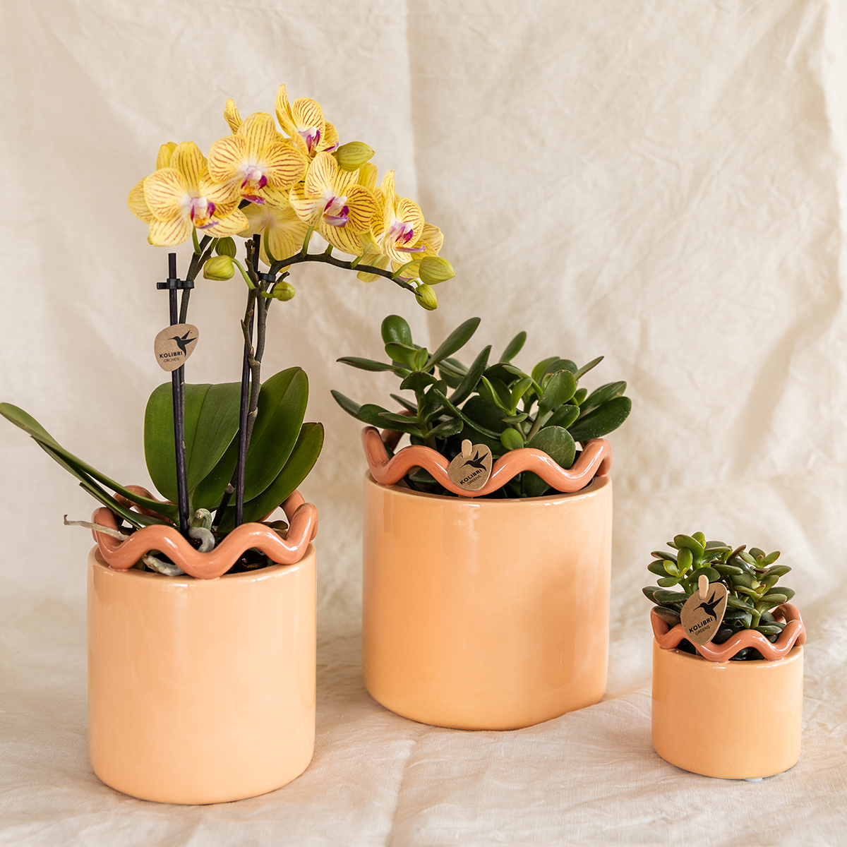 Orchidée colibri | Orchidée Phalaenopsis jaune - Lima - Pot de 9 cm de diamètre | Plante d'intérieur fleurie - Fraîchement cueillie