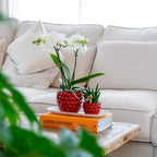 Kolibri Orchids | Plantenset Optimisme small| Groene planten met witte Phalaenopsis orchidee in Optimism sierpotten en witte dienblad