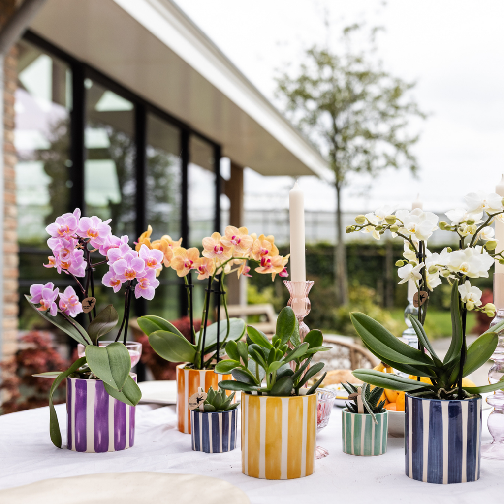 Orchidées Kolibri | Orchidée Phalaenopsis orange en pot de 9 cm de diamètre | Jamaïque | Plante d'intérieur fleurie - fraîchement cueillie
