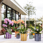 Orchidées Kolibri | Orchidée Phalaenopsis orange en pot de 9 cm de diamètre | Jamaïque | Plante d'intérieur fleurie - fraîchement cueillie