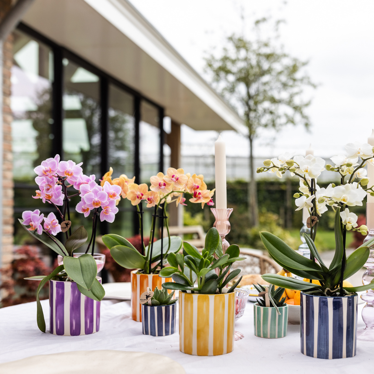 Orchidées Kolibri | Orchidée Phalaenopsis orange en pot de 9 cm de diamètre | Jamaïque | Plante d'intérieur fleurie - fraîchement cueillie
