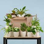 Groene Kneusjesbox (12 stuks) - incl. 12 x pot Viber wit