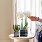 Orchidées Kolibri | Orchidée Phalaenopsis blanche en pot de 9 cm de diamètre | Amabilis | Plante d'intérieur fleurie - fraîchement cueillie