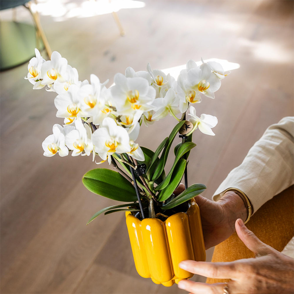Orchidées Kolibri | Orchidée phalaenopsis blanche, pot de 9 cm de diamètre | Lausanne | Plante d'intérieur fleurie - fraîchement cueillie