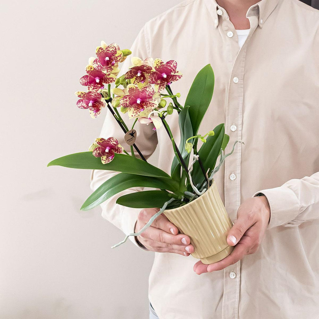 Orchidées Kolibri | Orchidée phalaenopsis jaune orangé, pot de 9 cm de diamètre | Grosseto | Plante d'intérieur fleurie - Directement du producteur