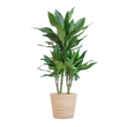 Dracaena  Janet Lindt met Sofia mand naturel - 95cm - Ø21