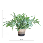 Phlebodium Aureum 'Blue Star' mit Korb Lissabon schwarz - 40cm - Ø17