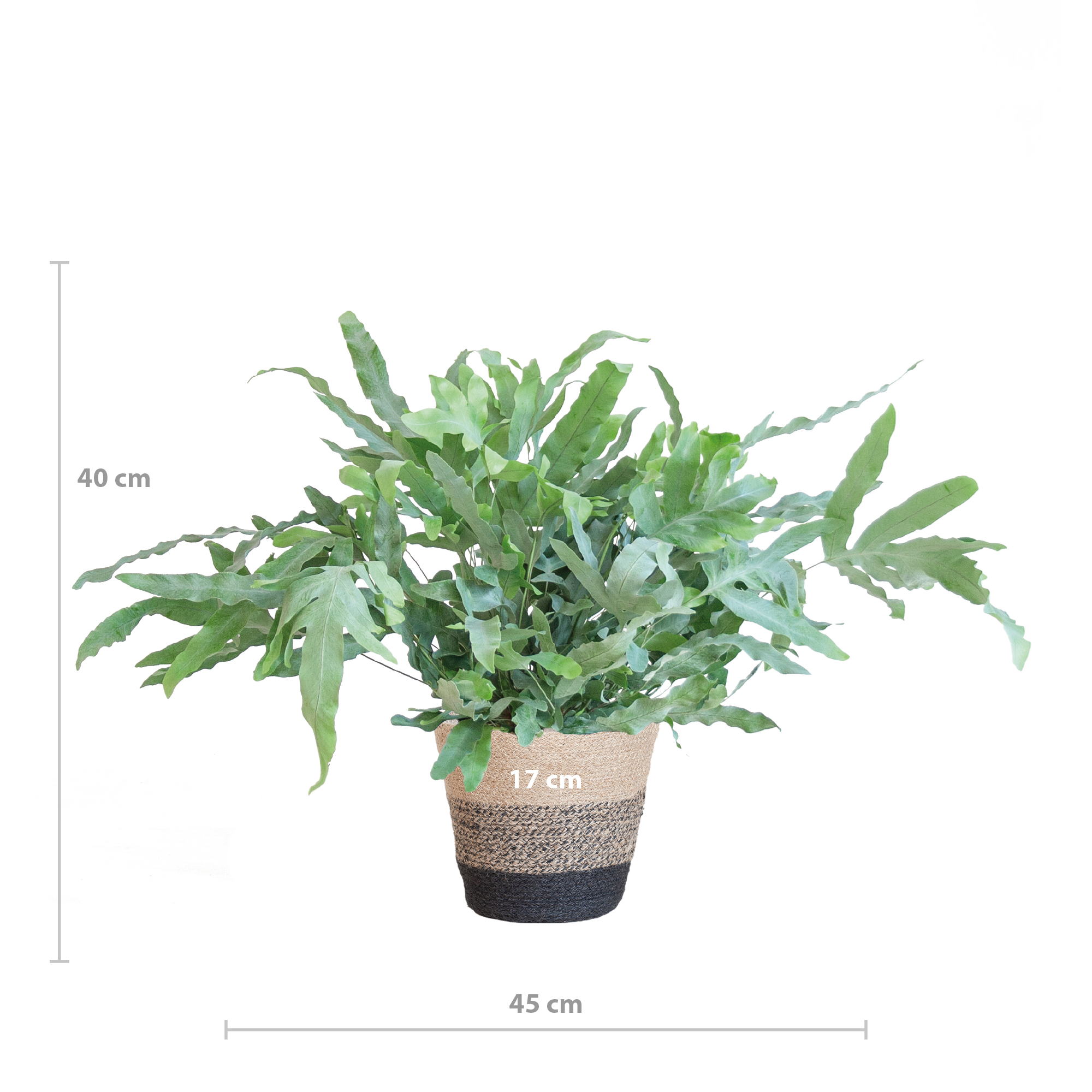 Phlebodium Aureum 'Blue Star' met Mand Lissabon zwart - 40cm - Ø17