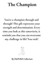 Sansevieria Geschenk „Der Champion“ MIT GRUßKARTE! - Ø12cm - ↕30cm