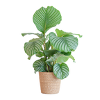 Calathea Orbifolia met Sofia mand naturel - 65cm - Ø21