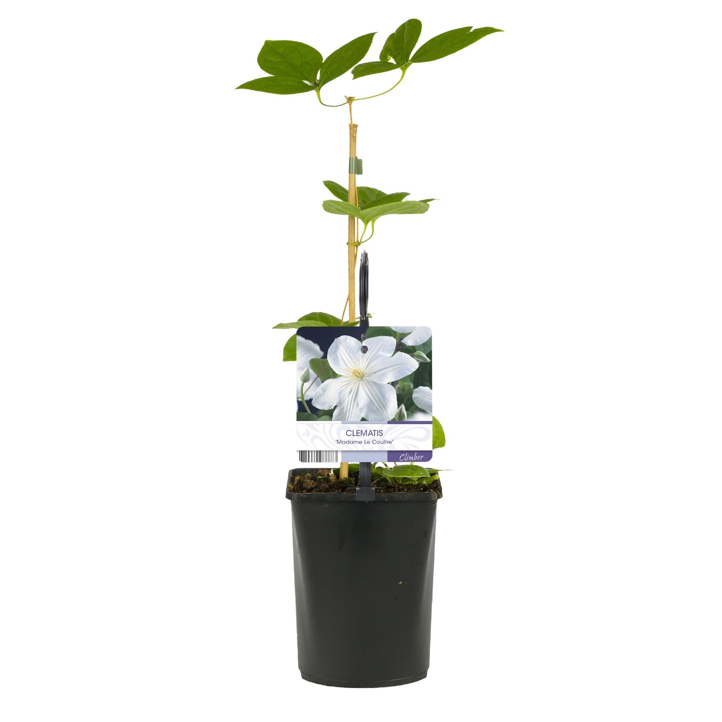 Green boutiQ – Kletterpflanze – Clematis Madame Le Coultre – weiße Blüte – pflegeleicht – 2 Pflanzen – Topf 11 cm, Höhe 40 cm