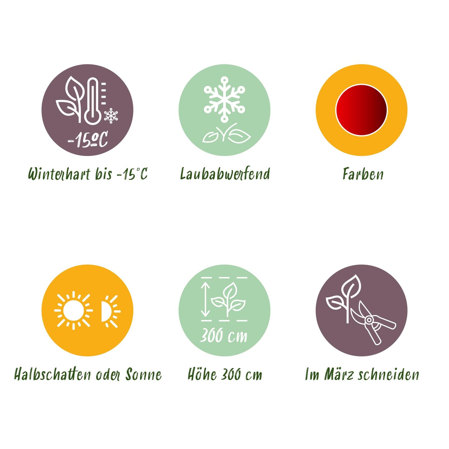 Green boutiQ – Terrassenpflanze – Japanischer Ahorn – Acer palmatum Sumi-nagashi – Rot – 2 Pflanzen – Laubabwerfend – Topf 19 cm, Höhe 70 cm
