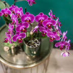 Orchidées Kolibri | Orchidée phalaenopsis violette, pot de 9 cm de diamètre | Morelia | Plante d'intérieur fleurie - fraîchement cueillie