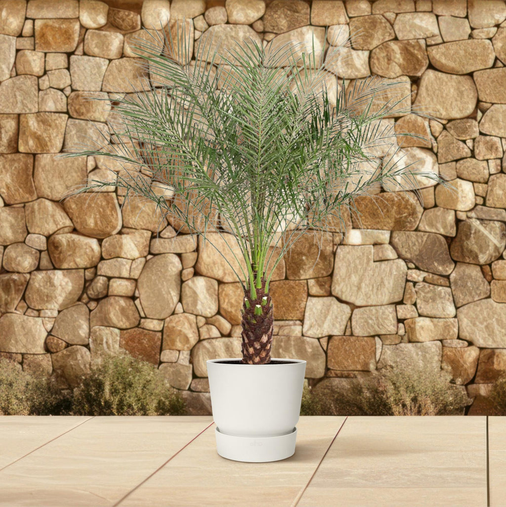 Phoenix Roebelenii - 160 cm - ø27