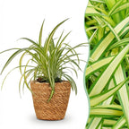 Green boutiQ – Zimmerpflanze – Chlorophytum comosum Variegatum – Bunte Graslilie – Haustierfreundliche Pflanze – Grün – 1 Pflanze – mit Korb – Topf 12 cm – Höhe 20 cm