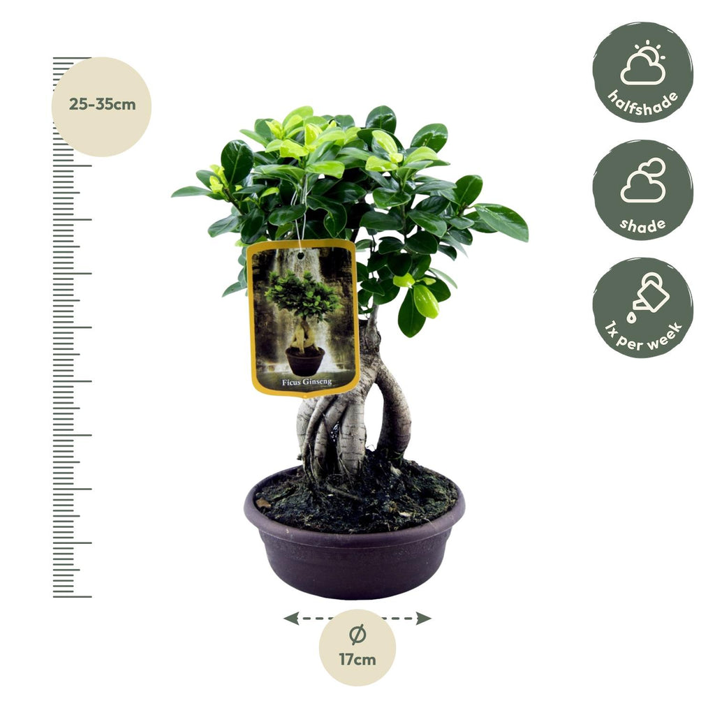 Ficus Microcarpa Ginseng - 30 cm - Ø14cm