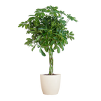 Schefflera Arab Nora met Viber wit  - 70cm - Ø21