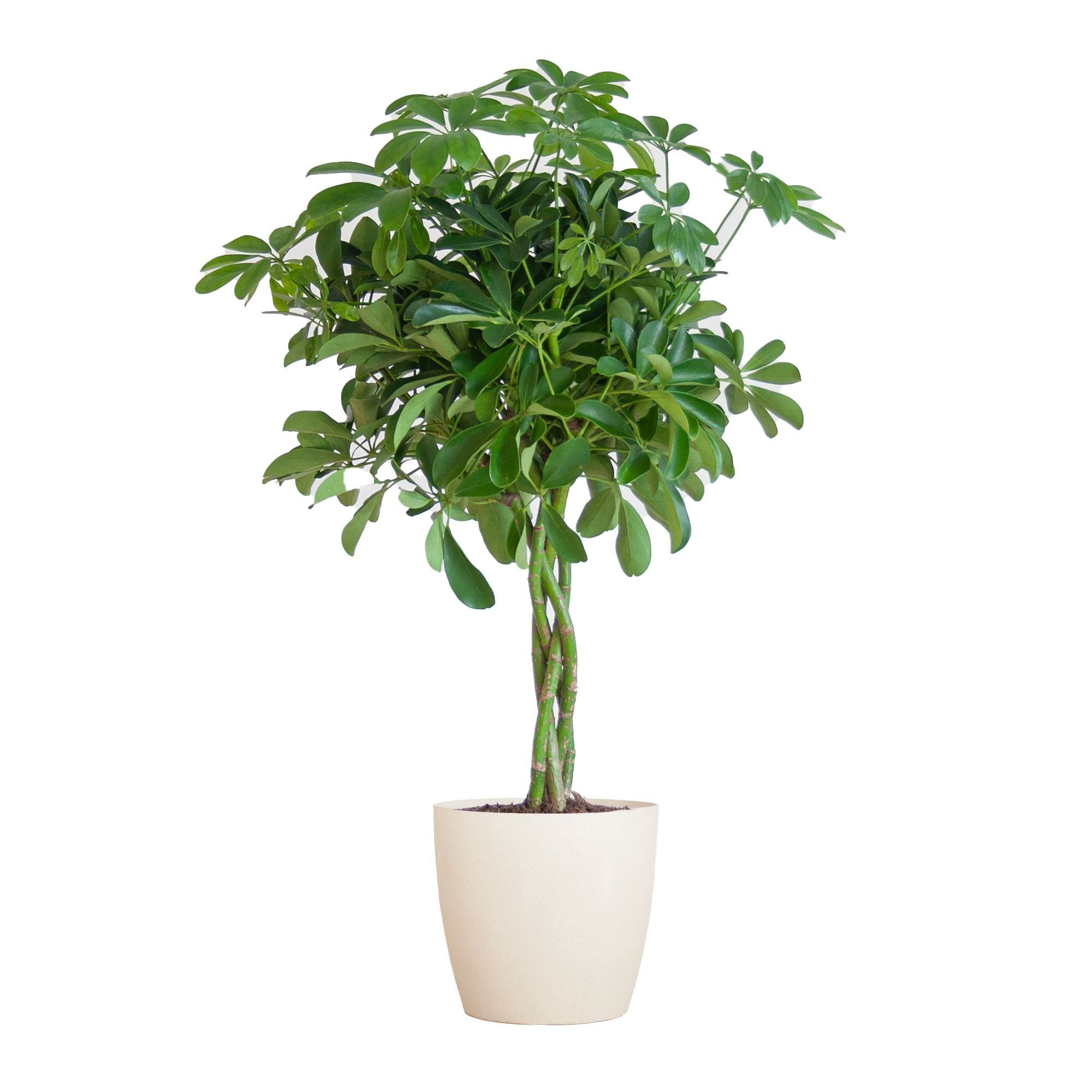 Schefflera Arab Nora met Viber wit  - 70cm - Ø21