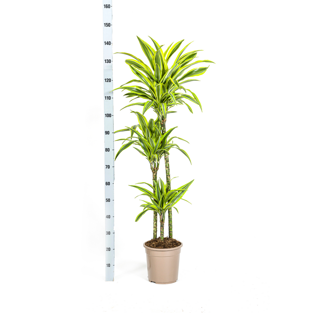 Dracaena Deremensis Lemon Lime met mand Ø24cm - ↕130 - 150cm