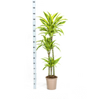 Dracaena Deremensis Lemon Lime met mand Ø24cm - ↕130 - 150cm
