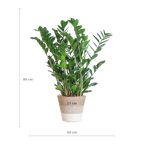 Zamioculcas Zamiifolia met Mand Lissabon wit  - 80cm - Ø21