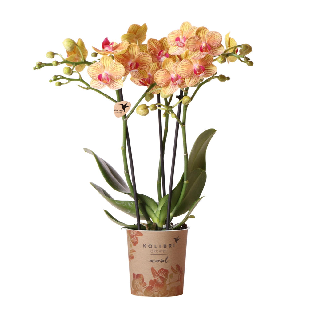 Orchidées Kolibri | Orchidée Phalaenopsis orange en pot de 9 cm de diamètre | Jamaïque | Plante d'intérieur fleurie - fraîchement cueillie