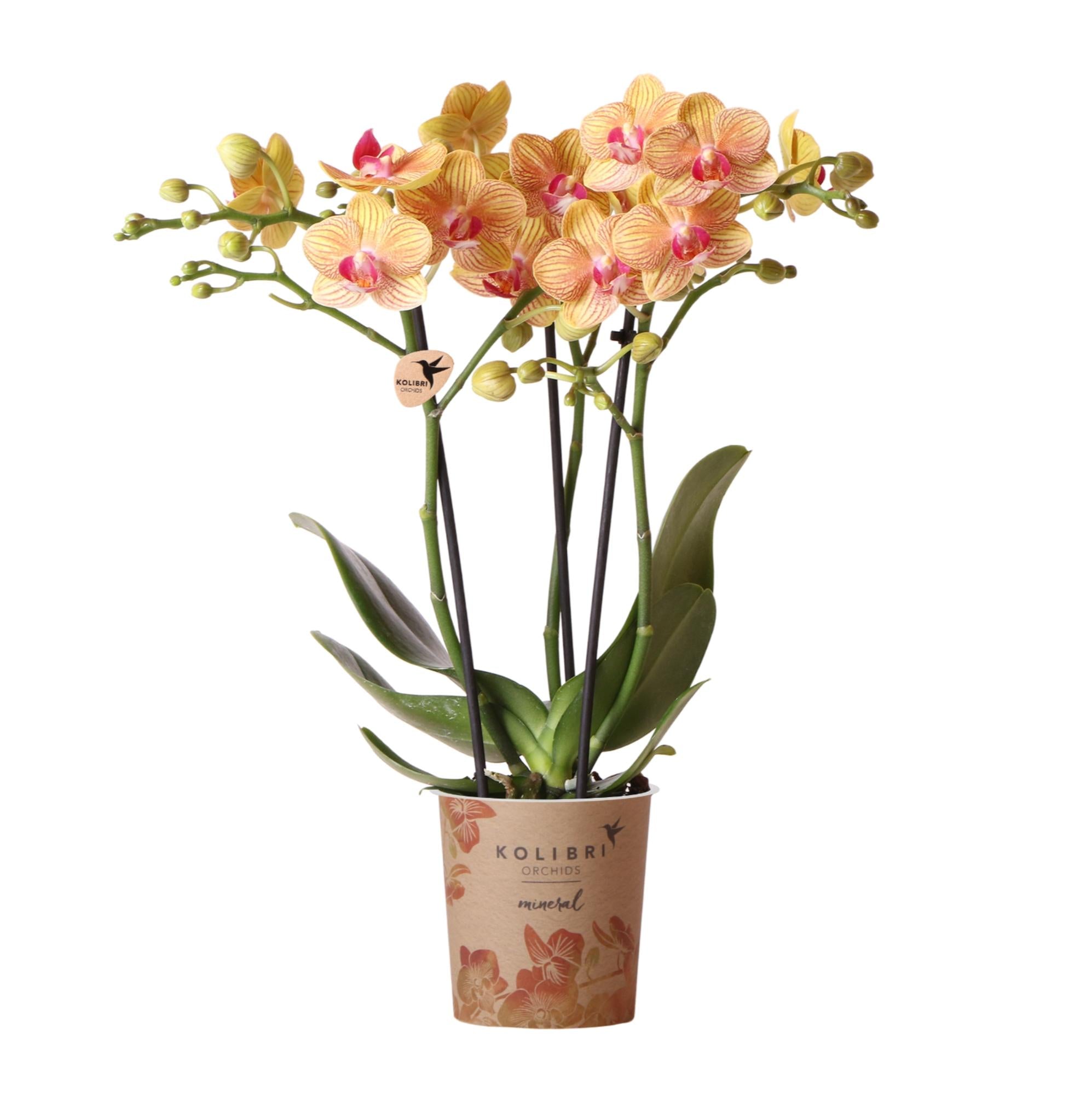 Orchidées Kolibri | Orchidée Phalaenopsis orange en pot de 9 cm de diamètre | Jamaïque | Plante d'intérieur fleurie - fraîchement cueillie