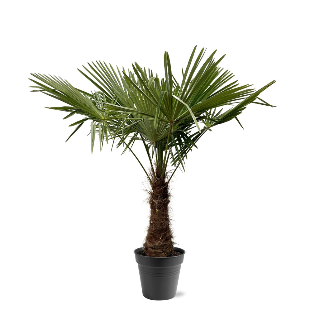 Trachycarpus Fortuneii – 220–240 cm – Ø45