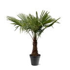 Trachycarpus Fortuneii – 220–240 cm – Ø45