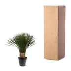 Yucca Rostrata - 80 - 100cm- Ø38