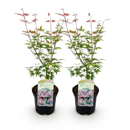 Green boutiQ - Terrasplant - Japanse Esdoorn - Acer palmatum Phoenix - Roze - 2 Planten - Bladverliezend - Pot 19cm Hoogte 70cm