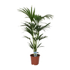 Howea forsteriana - Ø21cm - ↕120cm - Ø21 - ↨120cm