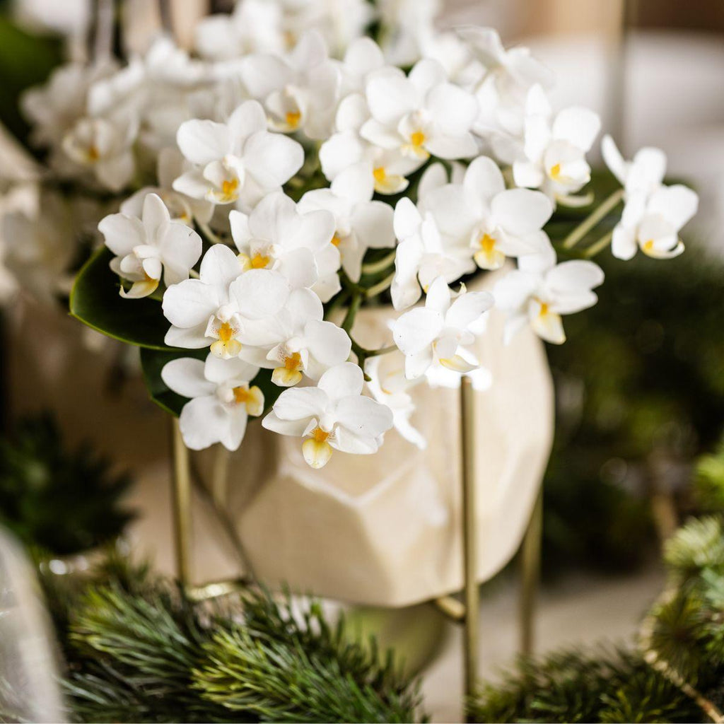 Orchidée colibri | Orchidée blanche 'Nazaré' + Pot décoratif en travertin perle - diamètre du pot : 9 cm | Plante d'intérieur fleurie - Directement du producteur