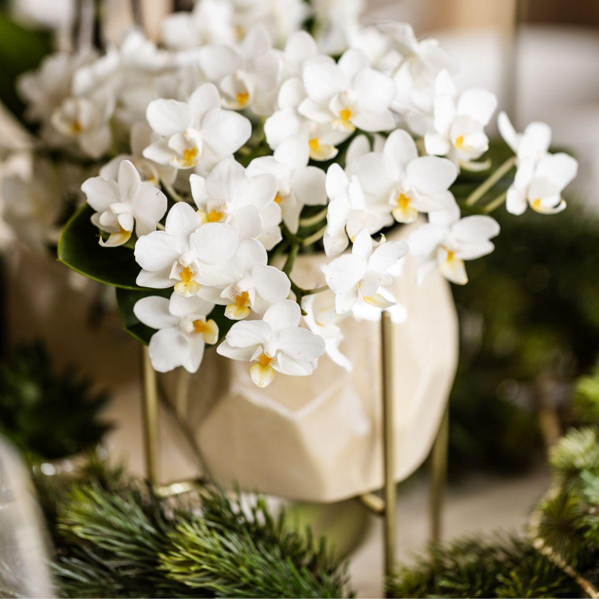 Orchidée colibri | Orchidée blanche 'Nazaré' + Pot décoratif en travertin perle - diamètre du pot : 9 cm | Plante d'intérieur fleurie - Directement du producteur