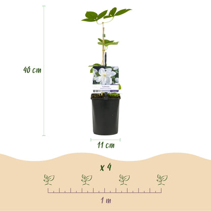 Green boutiQ – Kletterpflanze – Clematis Madame Le Coultre – weiße Blüte – pflegeleicht – 2 Pflanzen – Topf 11 cm, Höhe 40 cm