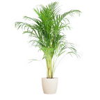 Areca Palm (Dypsis) met Viber wit - 100cm - Ø21